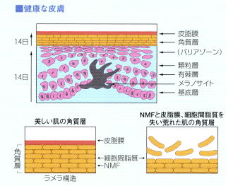 NȔ畆̉摜